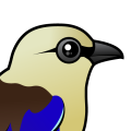 Birdorable Blue-bellied Roller