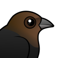 Birdorable Brown-headed Cowbird