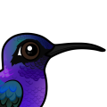 Birdorable Violet Sabrewing