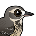 Birdorable American Pipit