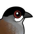 Birdorable Jocotoco Antpitta
