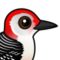 Birdorable Red-bellied Woodpecker