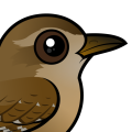 Birdorable Eurasian Wren