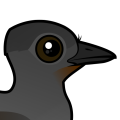 Birdorable Superb Lyrebird