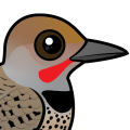 Birdorable Gilded Flicker