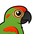 Birdorable Red-fronted Macaw