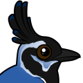 Birdorable Black-throated Magpie-Jay