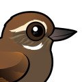 Birdorable Plain Xenops