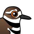 Birdorable Killdeer