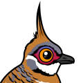 Birdorable Spinifex Pigeon