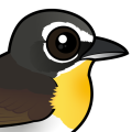 Birdorable Yellow-breasted Chat