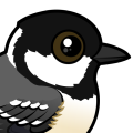 Birdorable Coal Tit