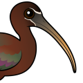 Birdorable Glossy Ibis