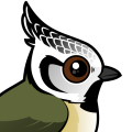 Birdorable Crested Tit