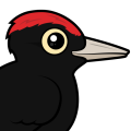 Birdorable Black Woodpecker