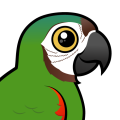 Birdorable Chestnut-fronted Macaw