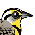 Birdorable Western Meadowlark