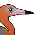 Birdorable Reddish Egret