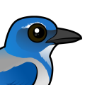Birdorable California Scrub-Jay