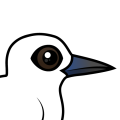 Birdorable White Tern