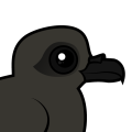 Birdorable Leach's Storm Petrel