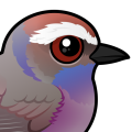 Birdorable White-browed Tit-Warbler
