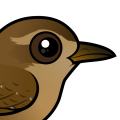 Birdorable Pacific Wren