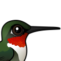 Birdorable Ruby-throated Hummingbird