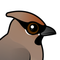 Birdorable Japanese Waxwing