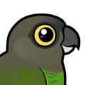Birdorable Brown-headed Parrot