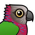 Birdorable Red-fan Parrot