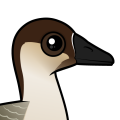 Birdorable Swan Goose