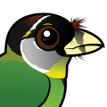 Birdorable Fire-tufted Barbet