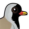 Birdorable Namaqua Dove