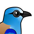 Birdorable European Roller