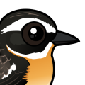 Birdorable Whinchat