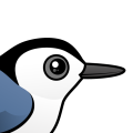 Birdorable White-breasted Nuthatch