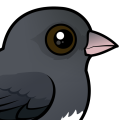 Birdorable Dark-eyed Junco