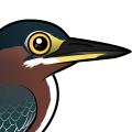 Birdorable Green Heron