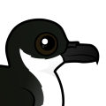 Birdorable Newell's Shearwater