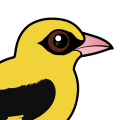 Birdorable Eurasian Golden Oriole