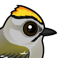 Birdorable Golden-crowned Kinglet