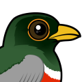 Birdorable Elegant Trogon