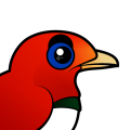 Birdorable King Bird-of-paradise