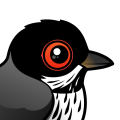 Birdorable Cyprus Warbler