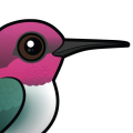 Birdorable Bee Hummingbird