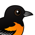 Birdorable Baltimore Oriole