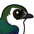 Birdorable Violet-green Swallow