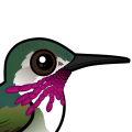Birdorable Calliope Hummingbird