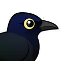 Birdorable Great-tailed Grackle